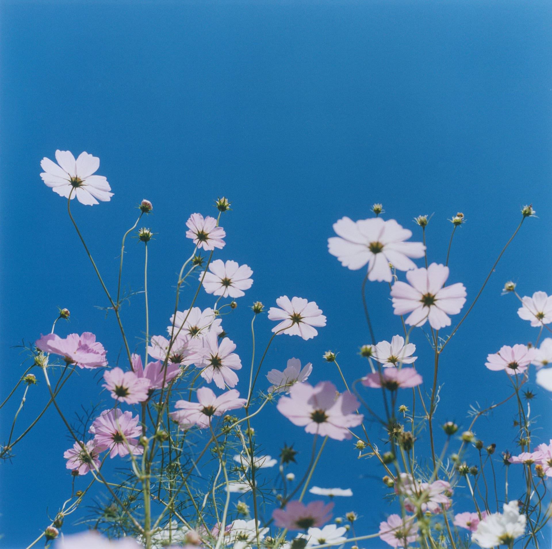 川内倫子《無題》シリーズ〈AILA〉より 2004年 Cプリント 作家蔵 © Rinko Kawauchi